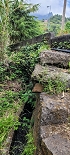 Plants: image 112 Of 208 Thumb